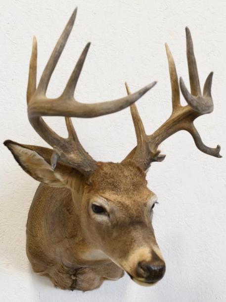 14-Point White Tail Deer Shoulder Mount (1 of 4)