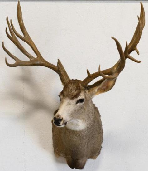 15-Point Mule Deer Shoulder Mount (1 of 4)