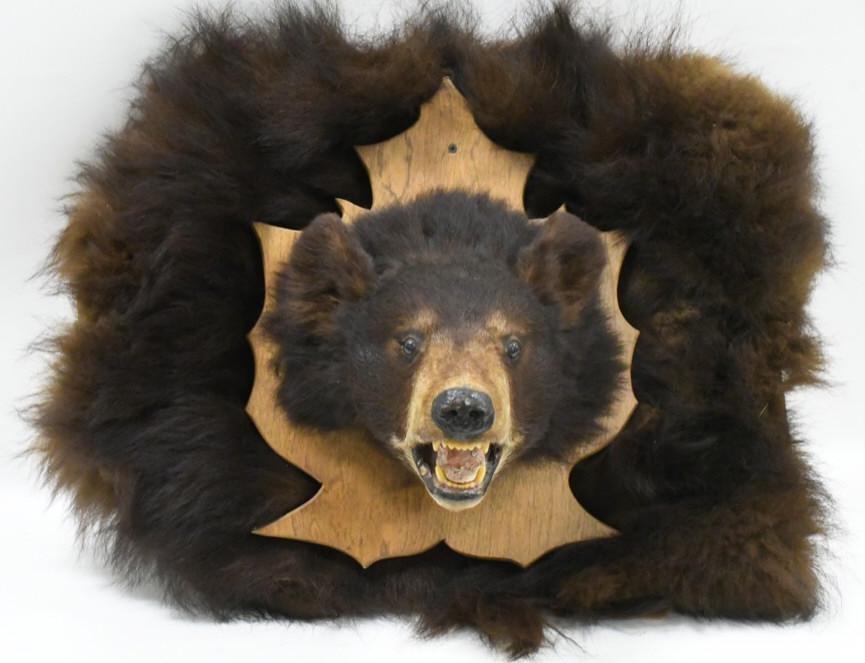 Taxidermy Brown Bear Shoulder Mount (1 of 5)