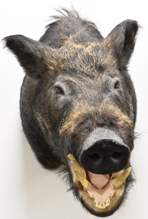 Taxidermy Wild Boar Shoulder Mount (1 of 3)
