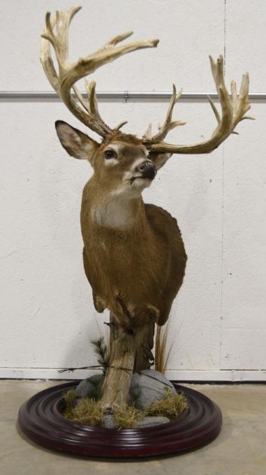 28-Point Non Typical Whitetail Buck Floor Mount (1 of 10)