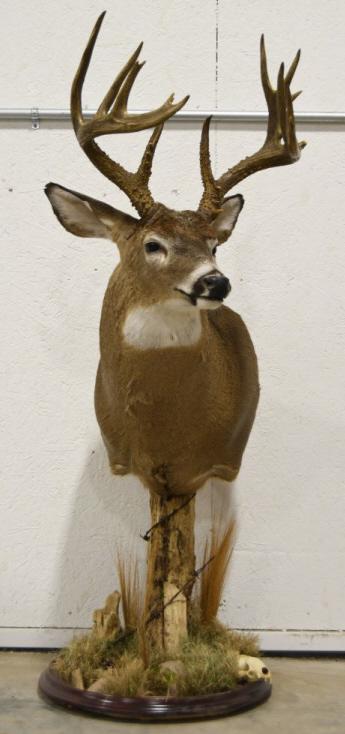 16-Point Whitetail Buck Floor Mount (1 of 12)