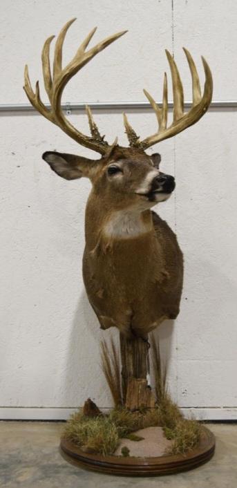 15-Point 180 Class Whitetail Buck Floor Mount (1 of 8)