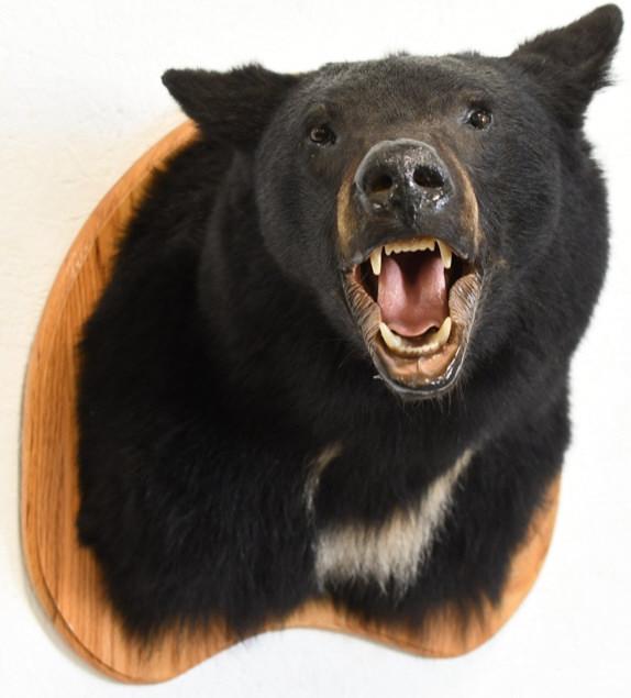 Black Bear Taxidermy Wall Shoulder Mount (1 of 4)