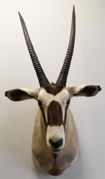 Arabian Oryx Shoulder Mount (1 of 4)