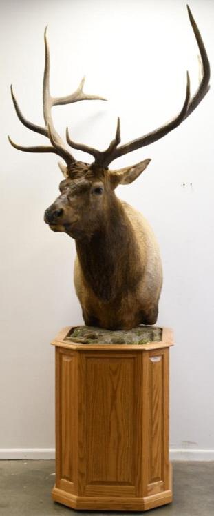 Large Elk Shoulder Mount On Oak Display Base (1 of 5)