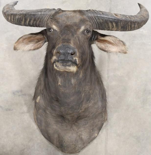 Large Indian Water Buffalo Shoulder Mount (1 of 4)