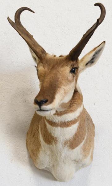 Bush Buck Taxidermy Wall Shoulder Mount (1 of 4)