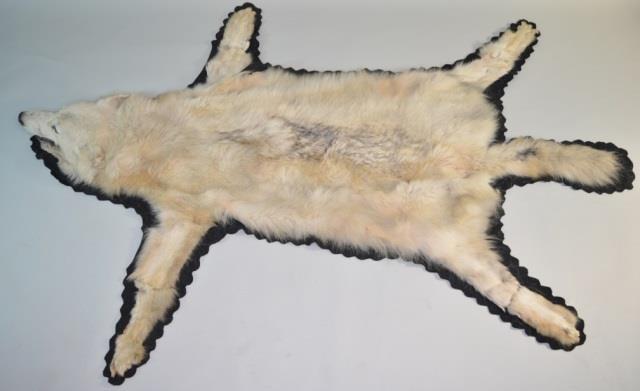Beautiful Full Body Arctic Wolf Rug Mount (1 of 6)