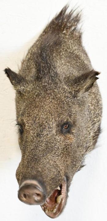Javelina Taxidermy Shoulder Wall Mount (1 of 4)