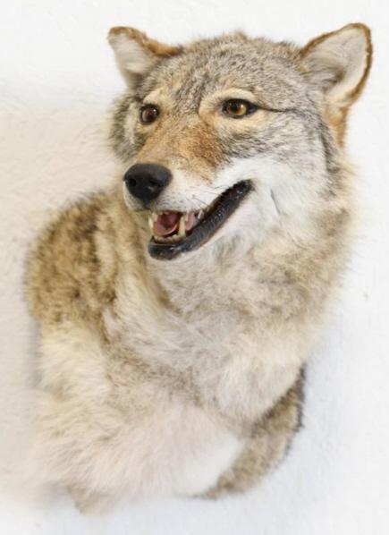 Coyote Taxidermy Shoulder Wall Mount (1 of 4)