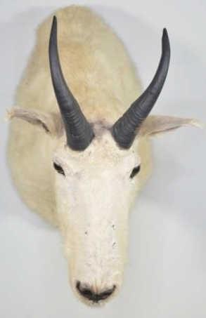 Mountain Goat Shoulder Mount: Nice taxidermy Mountain Goat shoulder mount. Good condition with wear from age. Has some fur loss on nose and under eye. . Still displays very well. Measures approximately 16" tall by 12" across by 20