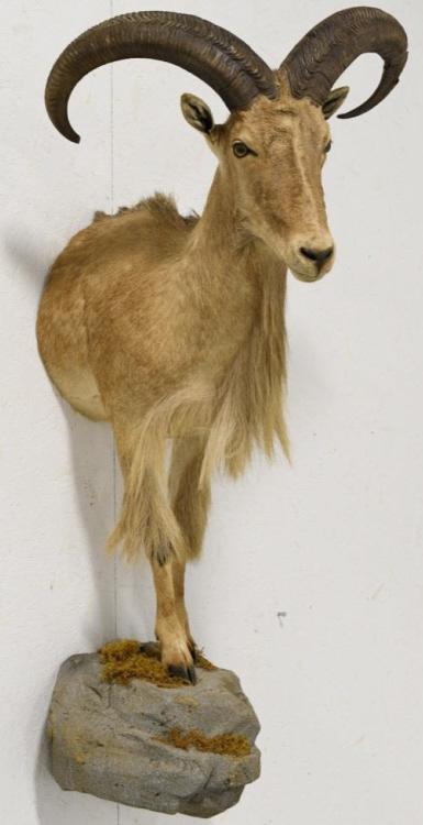Large Aoudad Half Body Mount w/ Faux Boulder (1 of 6)