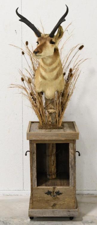 Prong Horn Antelope Shoulder Mount On Rolling Base (1 of 6)