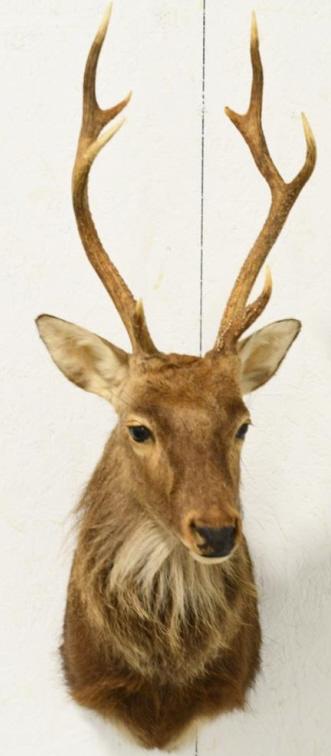 8-Point Rusa Deer Shoulder Mount (1 of 5)