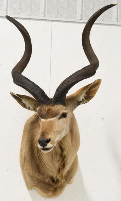 Greater Kudu Shoulder Mount (1 of 5)