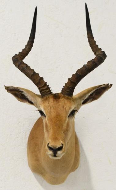 African Impala Shoulder Mount (1 of 5)