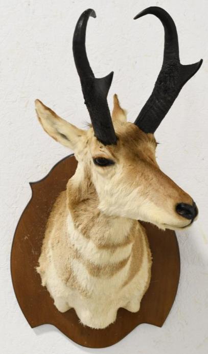 Prong Horn Antelope Shoulder Mount (1 of 5)