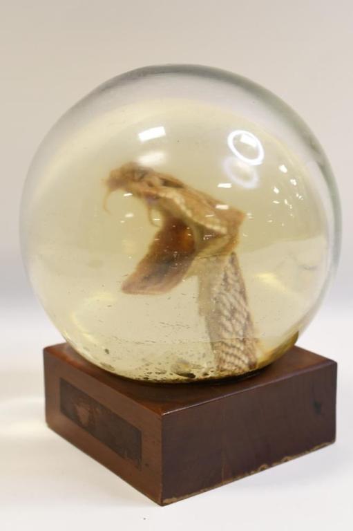 Taxidermy Rattle Snake Head Desk Globe (1 of 4)