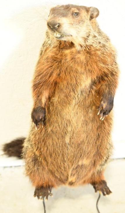 Muskrat Full Body Display Mount (1 of 2)