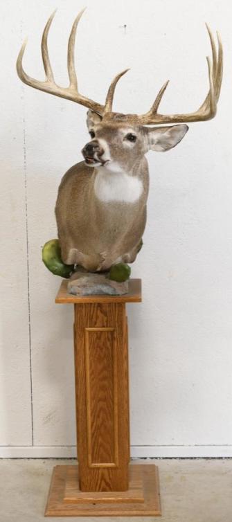 8-Point White Tail Deer Pedestal Shoulder Mount (1 of 4)
