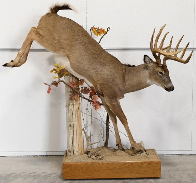 13-Point White Tail Deer Full Body Display (1 of 4)