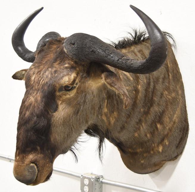 Taxidermy African Wildebeest Shoulder Wall Mount (1 of 10)