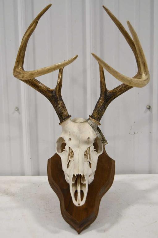 8-Point European Deer Skull Mount On Oak Plaque (1 of 10)