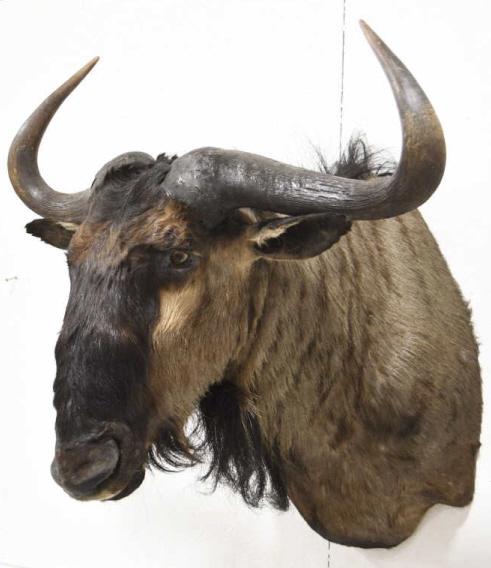 Blue African Wildebeast Shoulder Wall Mount (1 of 10)