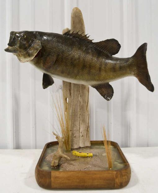 Taxidermy Small Mouth Bass On Driftwood Resin Base (1 of 12)