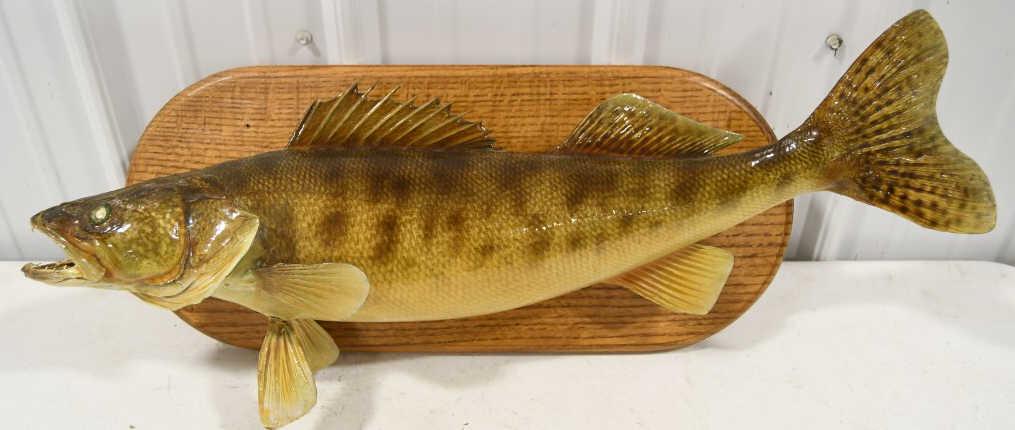 Trophy Walleye Wall Mount Display On Oak Plaque (1 of 10)