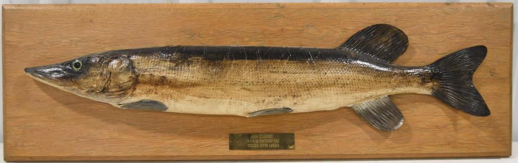 Taxidermy Pike On Plaque w/ Info (1 of 10)