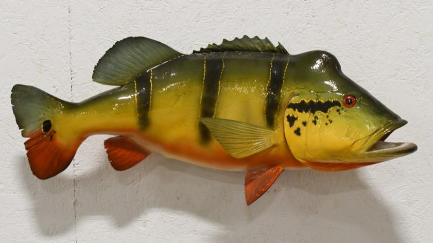 Peacock Fish Wall Mount (1 of 3)