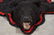 Large Black Bear Full Body Taxidermy Rug - 4