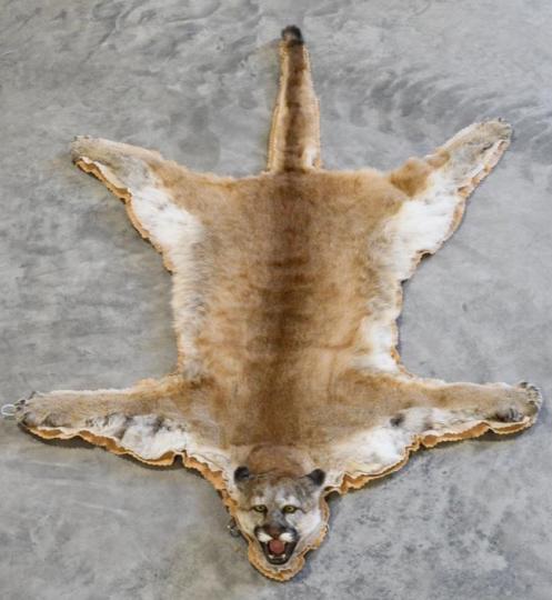 Mountain Lion Full Body Taxidermy Rug (1 of 5)