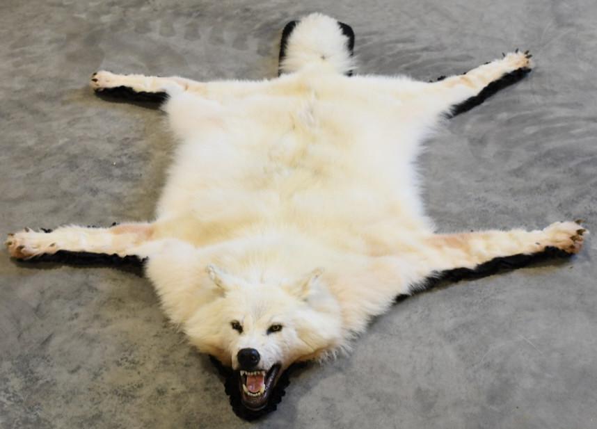 White Wolf Full Body Taxidermy Rug (1 of 5)