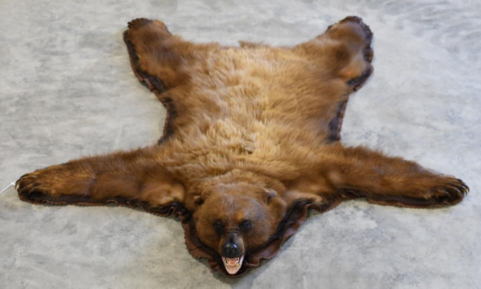 Light Brown Bear Full Body Taxidermy Rug (1 of 5)