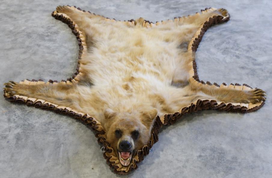 Blonde Black Bear Full Body Taxidermy Rug (1 of 5)