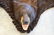 Chocolate Black Bear Full Body Taxidermy Rug - 2