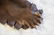 Chocolate Black Bear Full Body Taxidermy Rug - 3