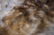 Chocolate Black Bear Full Body Taxidermy Rug - 4
