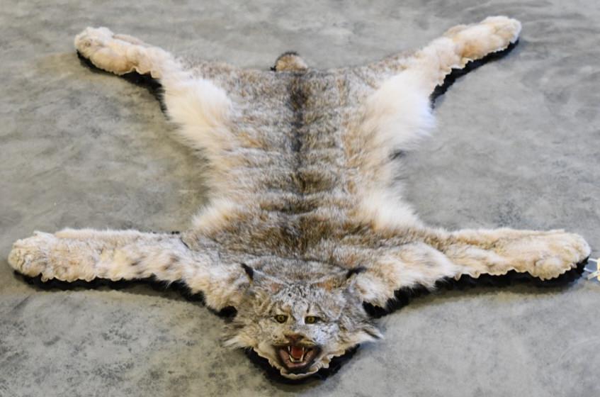 Lynx Full Body Taxidermy Rug (1 of 3)