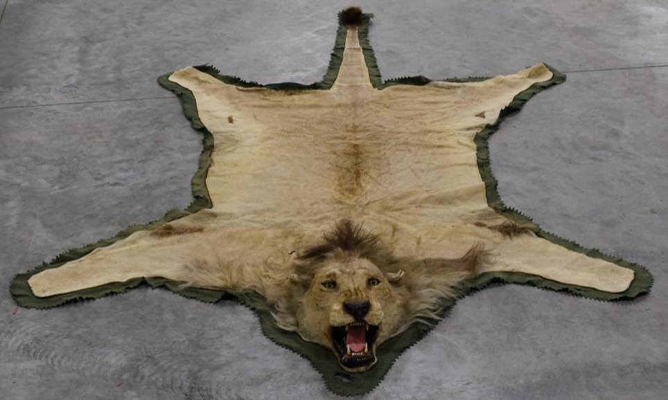 Black Mane African Lion Rug (1 of 8)