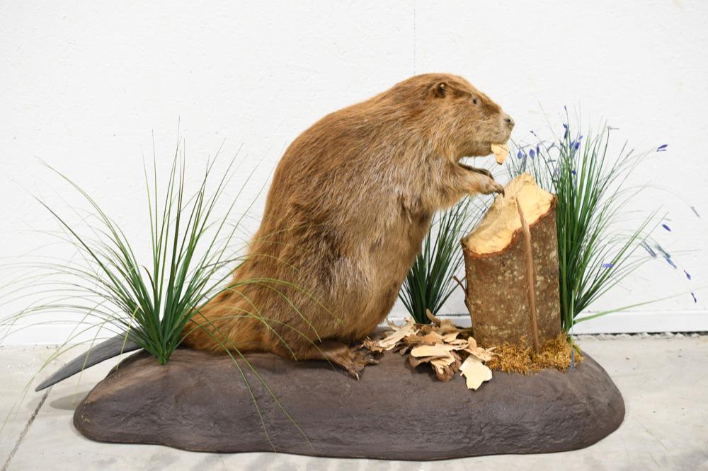 Beaver Full Body Taxidermy Mount (1 of 5)