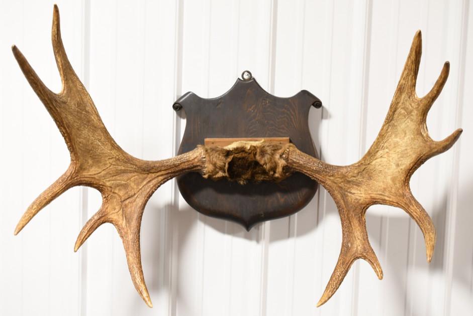 Wall Mount Moose Antlers (1 of 4)
