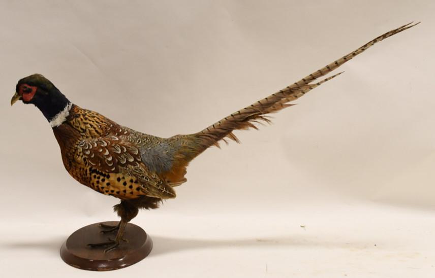 Full Body Pheasant Taxidermy Mount (1 of 5)