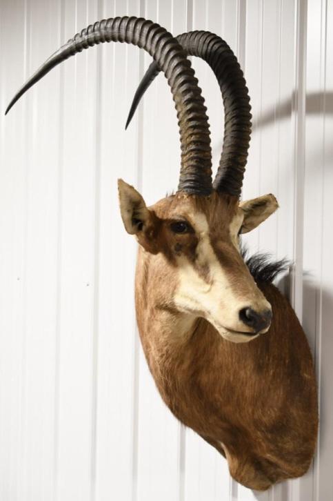 Scimitar Oryx Taxidermy Shoulder Mount (1 of 5)