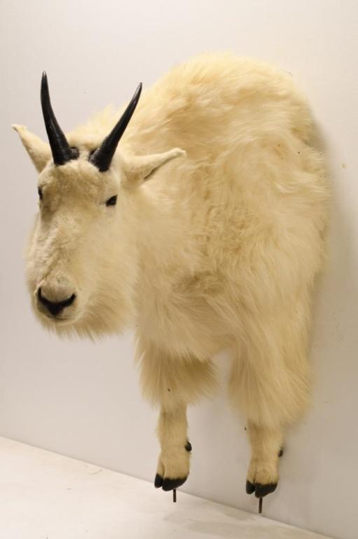 Rocky Mountain Goat Half Body Wall Mount: Nice half body Rocky Mountain Goat taxidermy wall mount. Appears to have had at one point a rock base. Overall it measures approximately 33" deep 41" tall by 17" across.
