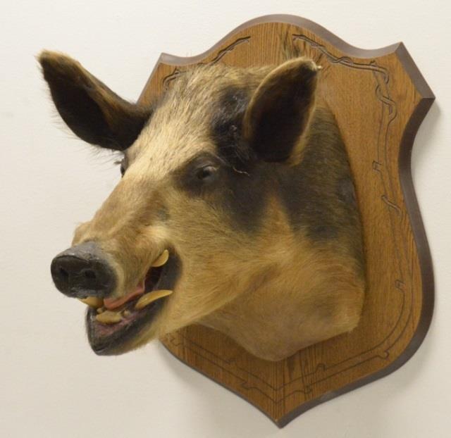 Wild Boar Shoulder Mount (1 of 4)
