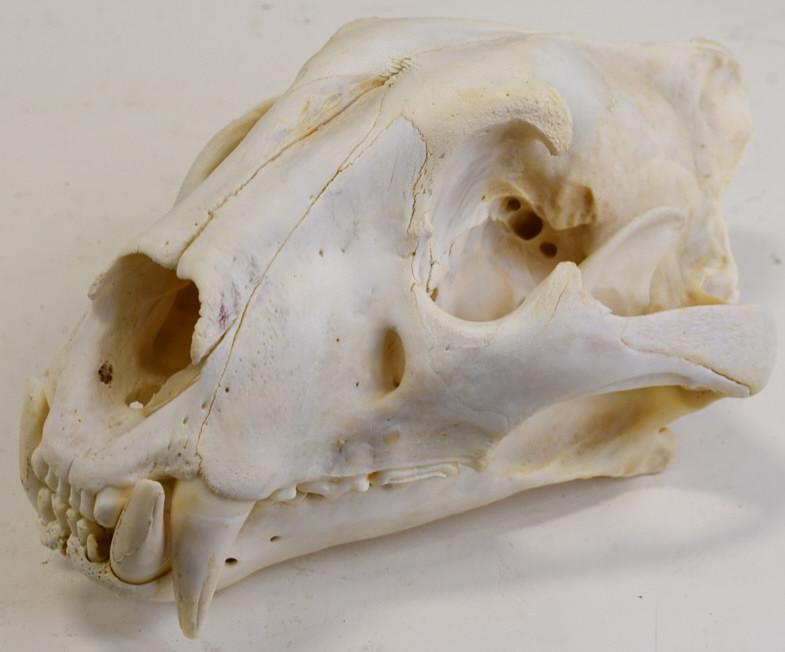 Large Full Tiger Skull (1 of 4)